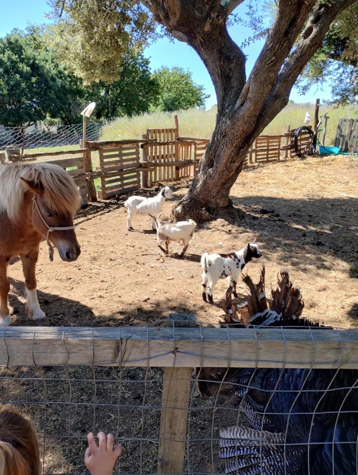 קאפו ואטיצ'אנו Agriturismo Heaven מראה חיצוני תמונה